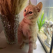 Kyubi a rejoint le concours — aidez-le/la à gagner de superbes lots ! kitten, cat, orange_cat, glass_vase, dried_grass, pampas_grass, fish_tank, aquarium, aquatic_plants, astronaut_figurine, indoor, curious, pet, animal, decor, closeup, feline, whiskers, young_cat, table