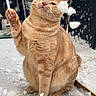cat, orange_cat, snow, paw_raised, playful, fluffy, winter, outdoor, snowflakes, animal, pet, feline, cute, whiskers, fur, nature, cold, paw, sitting, mischievous