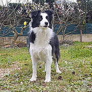 Fiona participe au concours pour gagner de l'argent avec cette photo : alert, animal, black_and_white, blossom, border_collie, canine, dog, ears, fence, fur, garden, grass, muzzle, nature, outdoor, pet, pine_cones, spring, standing, tree