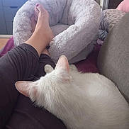 Ulysse a rejoint le concours — aidez-le/la à gagner de superbes lots ! cat, white_cat, lap, person, legs, feet, pet_bed, couch, blanket, indoor, living_room, relaxing, furniture, cozy, resting, domestic_animal, fur, comfort, home, casual