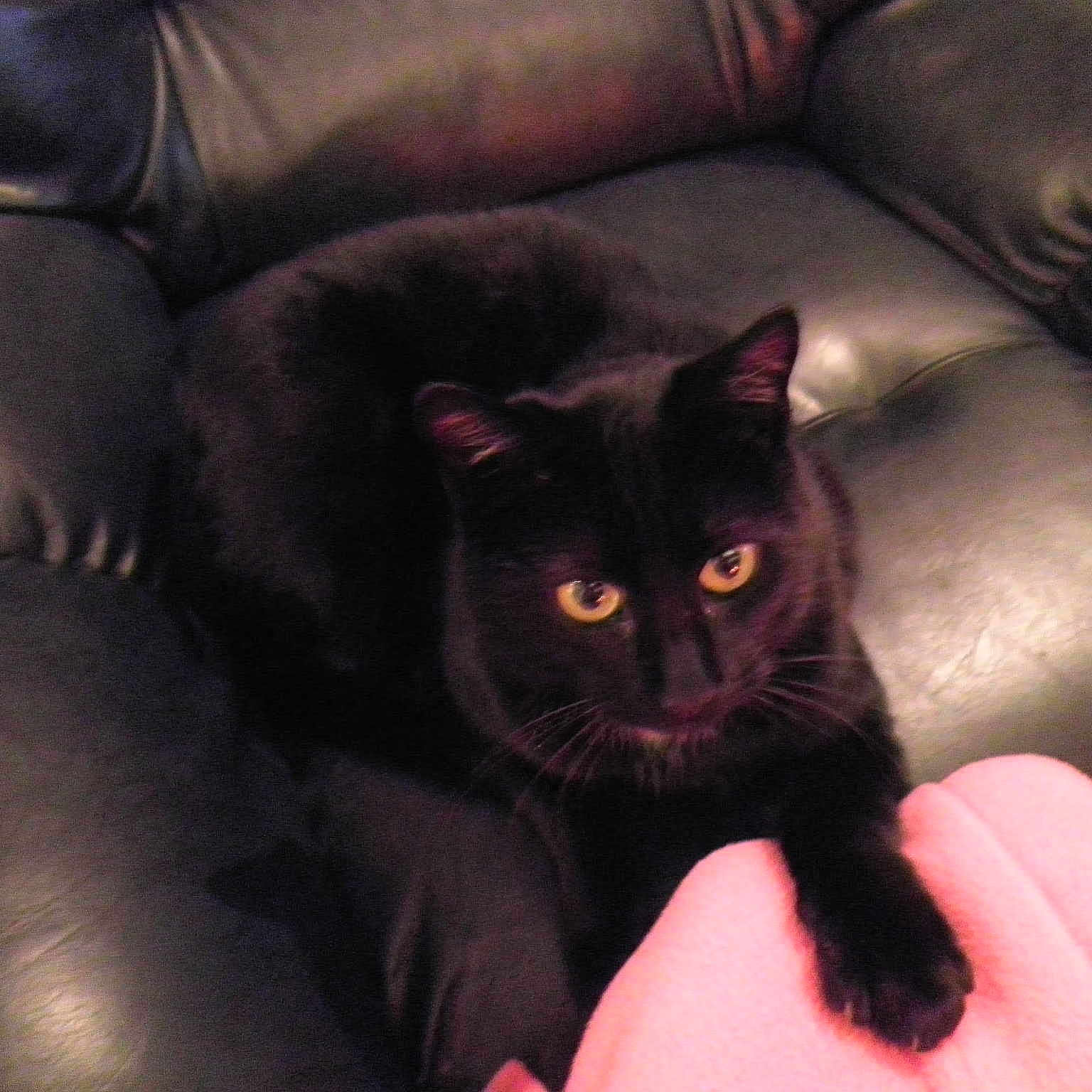 Boulette participe au concours pour gagner de l'argent avec cette photo :