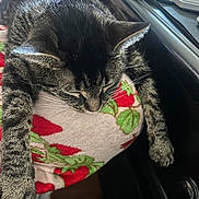 Reyna is registered to the contest to win money with this photo: cat, tabby_cat, sleeping, resting, blanket, strawberry_pattern, paw, fur, whiskers, desk, keyboard, mouse, indoor, pet, animal, closeup, relaxed, feline, soft_texture, cozy