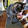 cat, dog, skateboard, tabby_cat, indoor, person, floor, door, clothing, furniture, pet, curious, brown, white, black, wood_floor, animal, domestic, relaxing, playful
