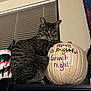 cat, tabby, pumpkin, painted_pumpkin, text_on_pumpkin, indoor, window_blinds, decorations, black_shelf, wall, poster, feline, animal, pet, holiday_decoration, spooky, message, sitting, curious, striped