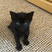 Wade is registered to the contest to win money with this photo: kitten, black_cat, pet, carpet, indoor, feline, young_animal, cute, small, fur, whiskers, ears, eyes, cabinet, floor, curious, animal, domestic, mammal, portrait