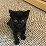 kitten, black_cat, pet, carpet, indoor, feline, young_animal, cute, small, fur, whiskers, ears, eyes, cabinet, floor, curious, animal, domestic, mammal, portrait