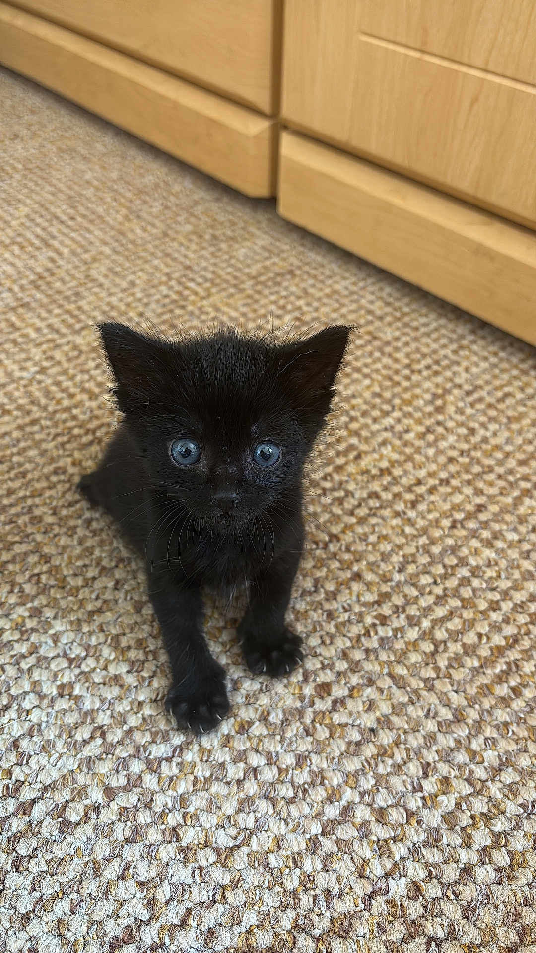 Wade is registered to the contest to win money with this photo: kitten, black_cat, pet, carpet, indoor, feline, young_animal, cute, small, fur, whiskers, ears, eyes, cabinet, floor, curious, animal, domestic, mammal, portrait