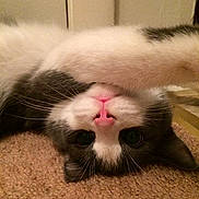 Dexter joined the competition — help win amazing prizes!