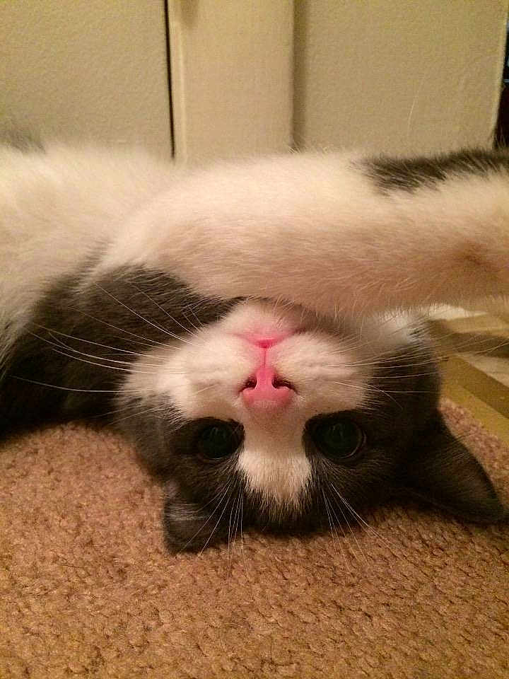 Dexter