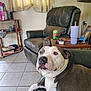 dog, living_room, couch, leather, armchair, curtains, tile_floor, table, beverage_can, tumbler, window, houseplant, shelf, board_game, lamp, electrical_outlet, remote_control, dog_face, indoor, pet
