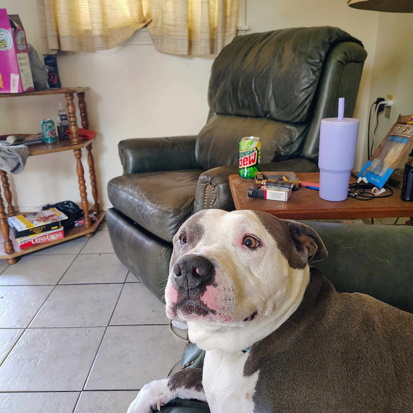 Cja is registered to the contest to win money with this photo: armchair, beverage_can, board_game, couch, curtains, dog, dog_face, electrical_outlet, houseplant, indoor, lamp, leather, living_room, pet, remote_control, shelf, table, tile_floor, tumbler, window