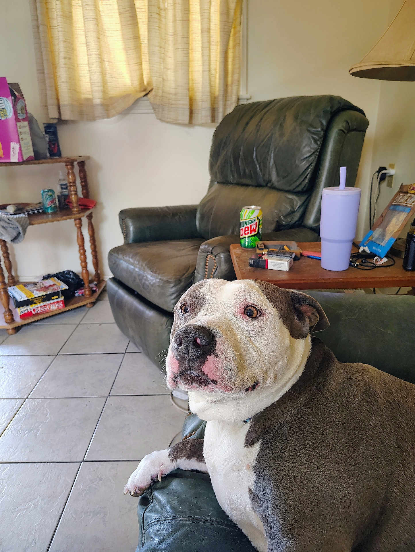 Cja is registered to the contest to win money with this photo: dog, living_room, couch, leather, armchair, curtains, tile_floor, table, beverage_can, tumbler, window, houseplant, shelf, board_game, lamp, electrical_outlet, remote_control, dog_face, indoor, pet
