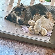 Tiago a rejoint le concours — aidez-le/la à gagner de superbes lots ! dog, animal, pet, lying_down, tiled_floor, glass_door, bone, chew_toy, fur, outdoor, greenery, relaxed, resting, paw, towel, home, balcony, window, domestic, canine