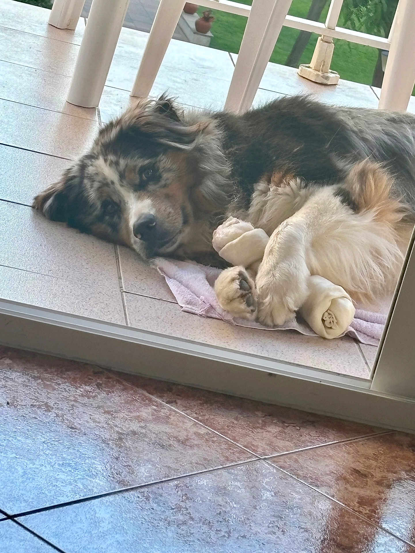 Tiago a rejoint le concours — aidez-le/la à gagner de superbes lots ! dog, animal, pet, lying_down, tiled_floor, glass_door, bone, chew_toy, fur, outdoor, greenery, relaxed, resting, paw, towel, home, balcony, window, domestic, canine