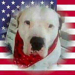 Buck is registered to the contest to win money with this photo: canidae, carnivore, collar, companion_dog, dog, dog_breed, dog_supply, ear, event, font, fur, jaw, pattern, pet_supply, photo_caption, rectangle, snout, sporting_group, whiskers, working_animal