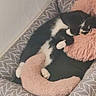 bed, cat, corner, cozy, curled_up, fur, indoor, kitten, patterned_bed, paws, pet, pet_bed, pillow, pink, plush, resting, sleeping, soft, tuxedo_cat, whiskers
