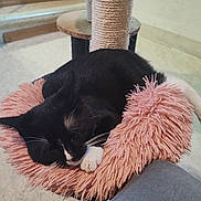 Luna participe au concours pour gagner de l'argent avec cette photo : black_and_white, carpet, cat, cat_tree, close_up, cozy, floor, fur, indoor, nap, paw, pet, pink_bed, plush_bed, relaxing, sisal_post, sleeping, staircase, tuxedo_cat, whiskers