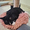 black_and_white, carpet, cat, cat_tree, close_up, cozy, floor, fur, indoor, nap, paw, pet, pink_bed, plush_bed, relaxing, sisal_post, sleeping, staircase, tuxedo_cat, whiskers