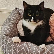 Luna a rejoint le concours — aidez-le/la à gagner de superbes lots ! cat, tuxedo_cat, pet_bed, cozy, black_and_white, paws, fur, indoor, resting, animal, mammal, cute, domestic_cat, feline, relaxed, pattern, chevron, soft, comfort, eyes
