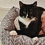 cat, tuxedo_cat, pet_bed, cozy, black_and_white, paws, fur, indoor, resting, animal, mammal, cute, domestic_cat, feline, relaxed, pattern, chevron, soft, comfort, eyes