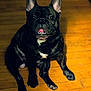 dog, french_bulldog, black_dog, pet, indoors, wooden_floor, tongue_out, sitting, animal, cute, canine, companion, domestic_animal, paw, fur, portrait, looking_up, teeth, ears, friendly
