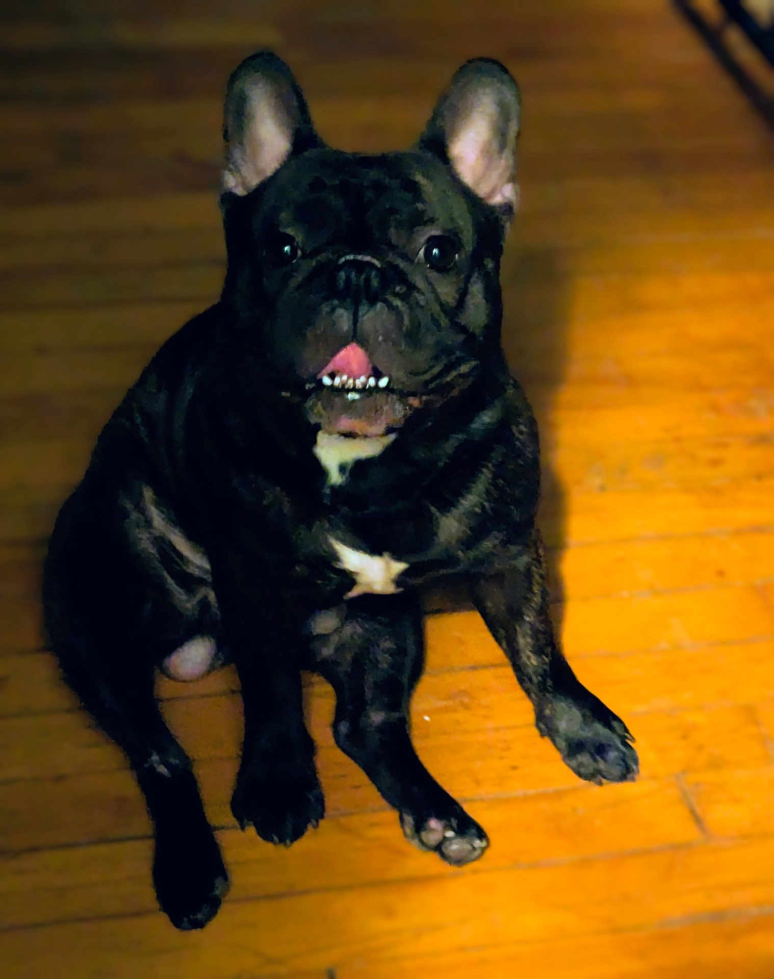 Stallone joined the competition — help win amazing prizes! dog, french_bulldog, black_dog, pet, indoors, wooden_floor, tongue_out, sitting, animal, cute, canine, companion, domestic_animal, paw, fur, portrait, looking_up, teeth, ears, friendly