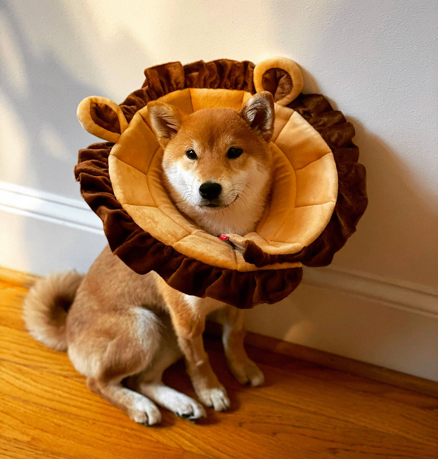 Dumpling is registered to the contest to win money with this photo: canidae, carnivore, companion_dog, dog, dog_breed, fashion_accessory, fawn, flooring, fur, hardwood, snout, sporting_group, stuffed_toy, tail, toy, vertebrate, whiskers, window, wood, working_animal