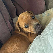 Bella is registered to the contest to win money with this photo: puppy, dog, brown, cute, pet, animal, young, fur, indoors, blanket, couch, resting, looking_back, cozy, soft, ears, nose, eyes, fur_texture, relaxed