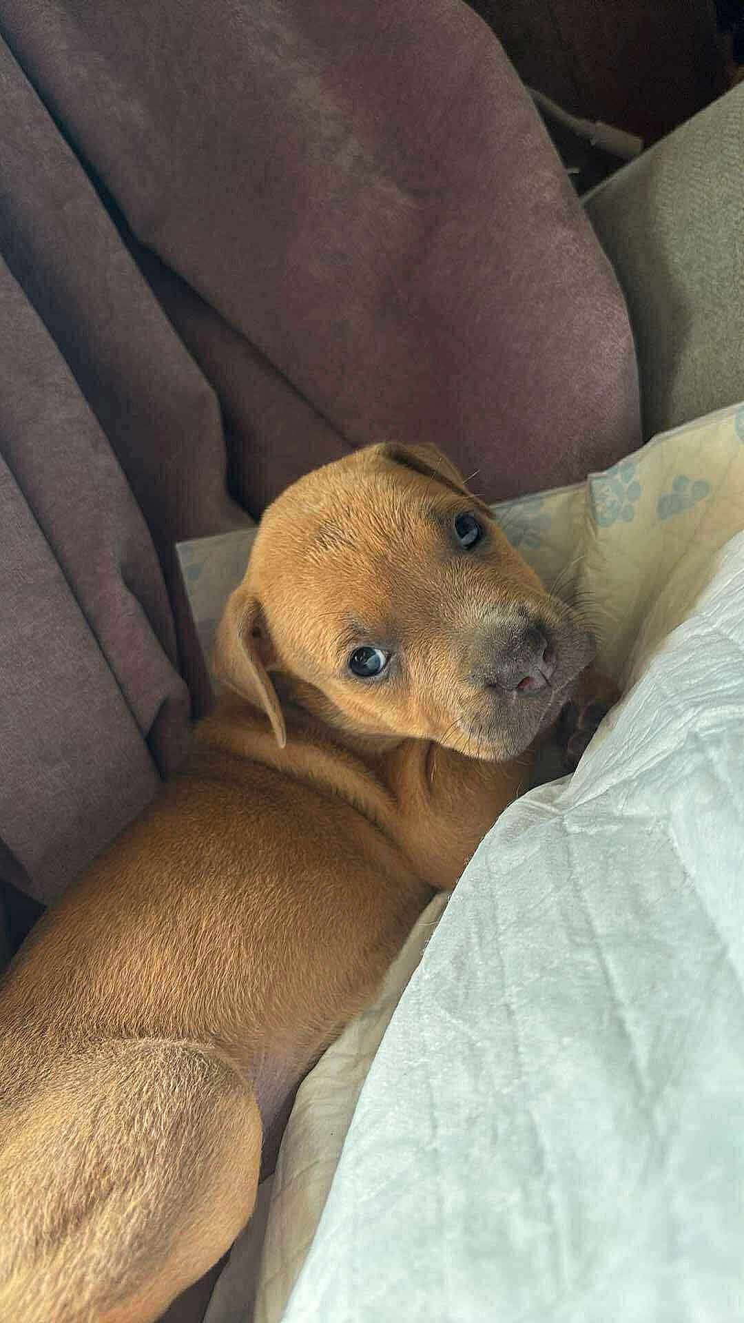 Bella