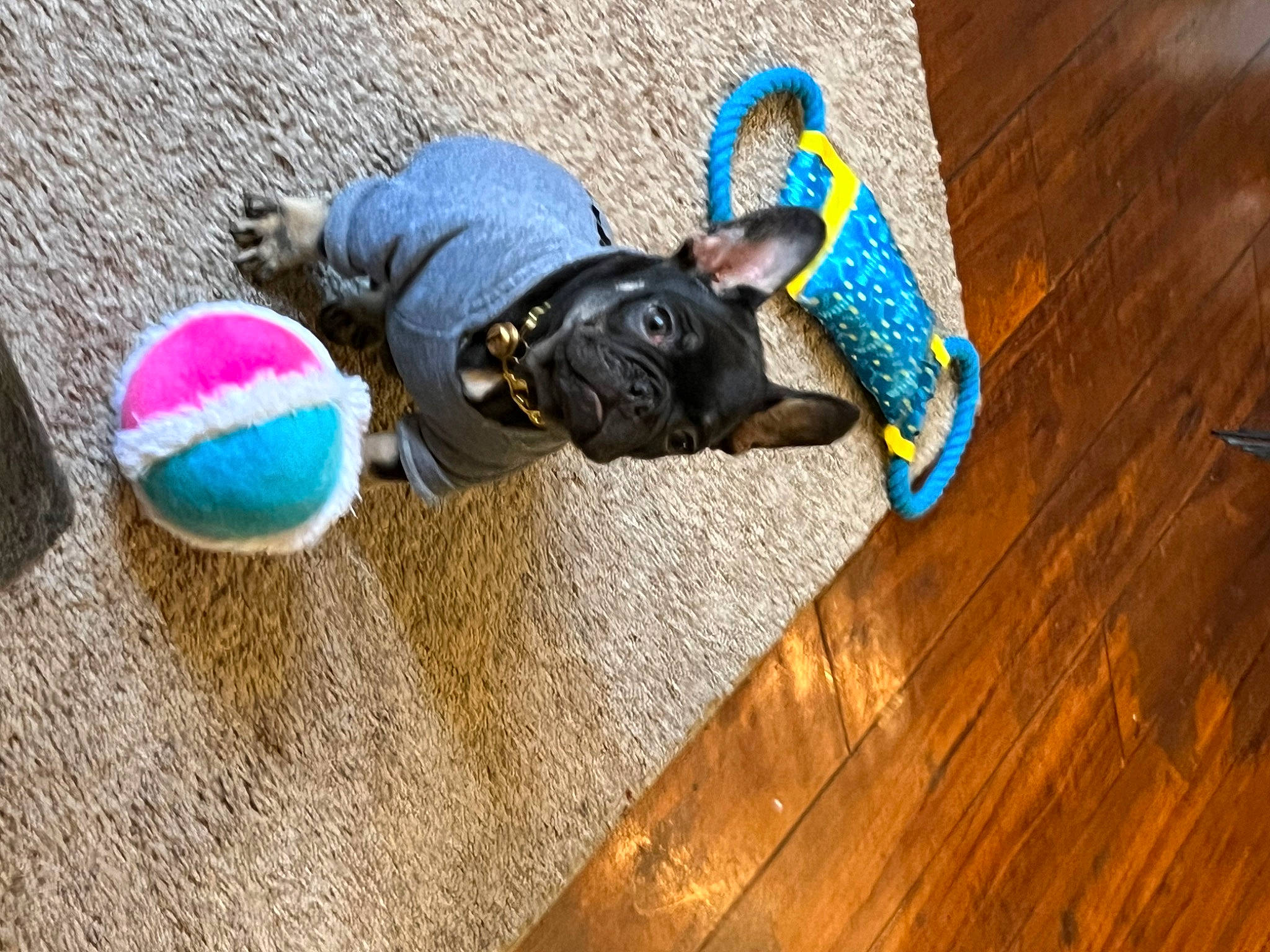 Onyx joined the competition — help win amazing prizes! ball, cap, carnivore, dog, electric_blue, fashion_accessory, fawn, flooring, grass, hardwood, hat, laminate_flooring, musical_instrument, personal_protective_equipment, recreation, toy, tree, wood, wood_flooring, wood_stain