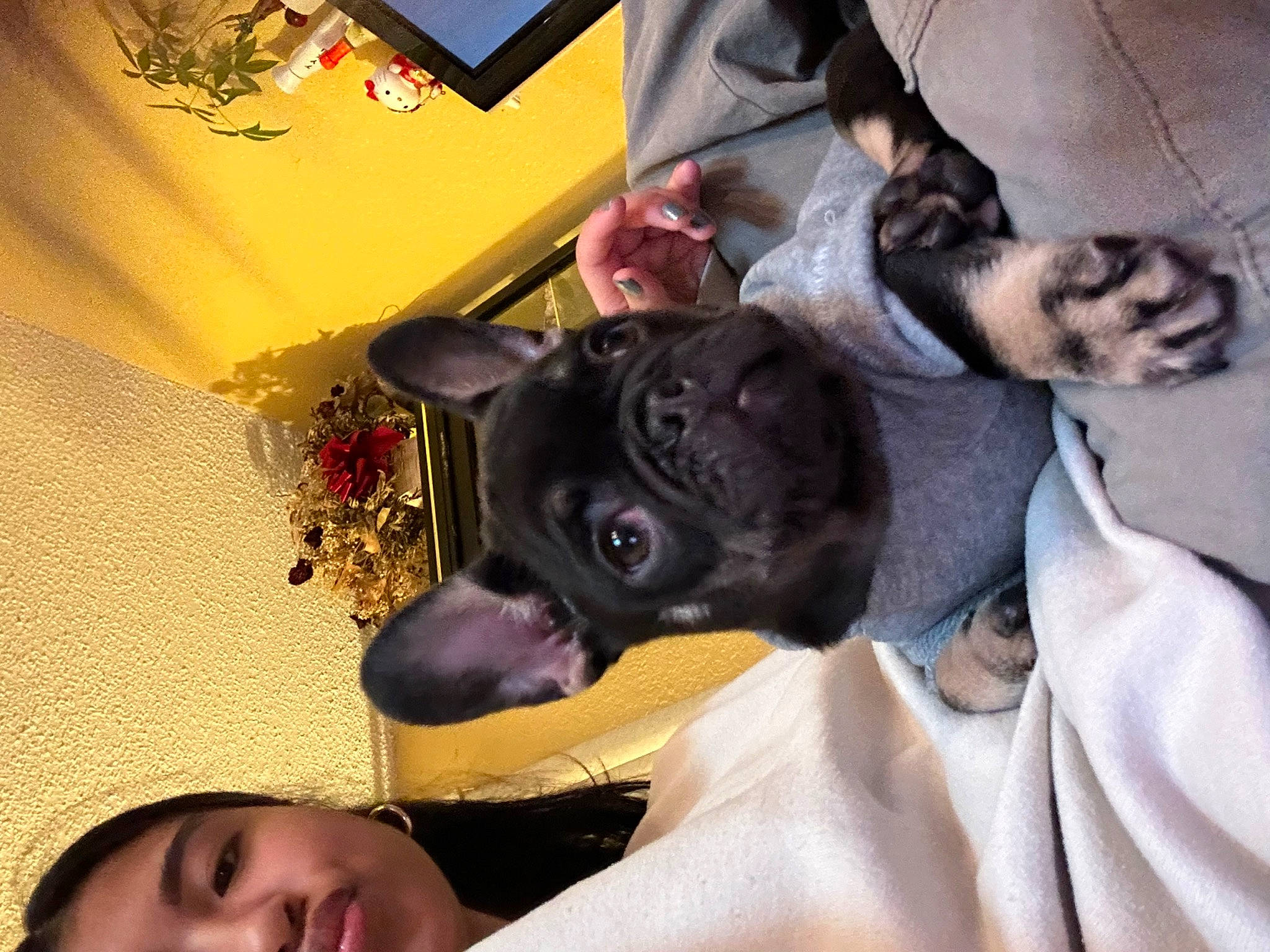 Onyx is registered to the contest to win money with this photo: canidae, carnivore, comfort, companion_dog, dog, dog_breed, ear, fawn, fictional_character, fun, fur, guard_dog, happy, selfie, smile, snout, sporting_group, toy_dog, whiskers, working_animal