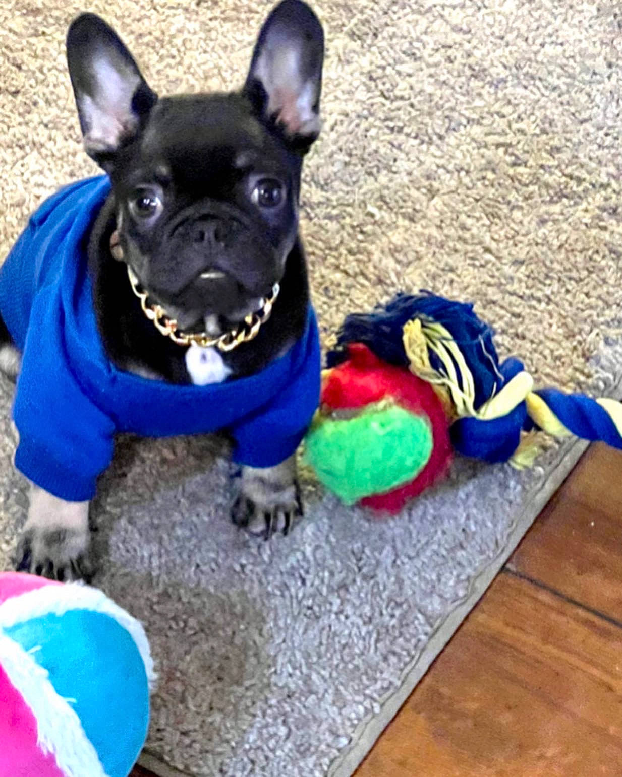 Onyx is registered to the contest to win money with this photo: art, bicycle, blue, canidae, carnivore, collar, companion_dog, dog, dog_breed, dog_clothes, dog_collar, dog_supply, electric_blue, fawn, snout, sporting_group, tail, toy_dog, whiskers, working_animal