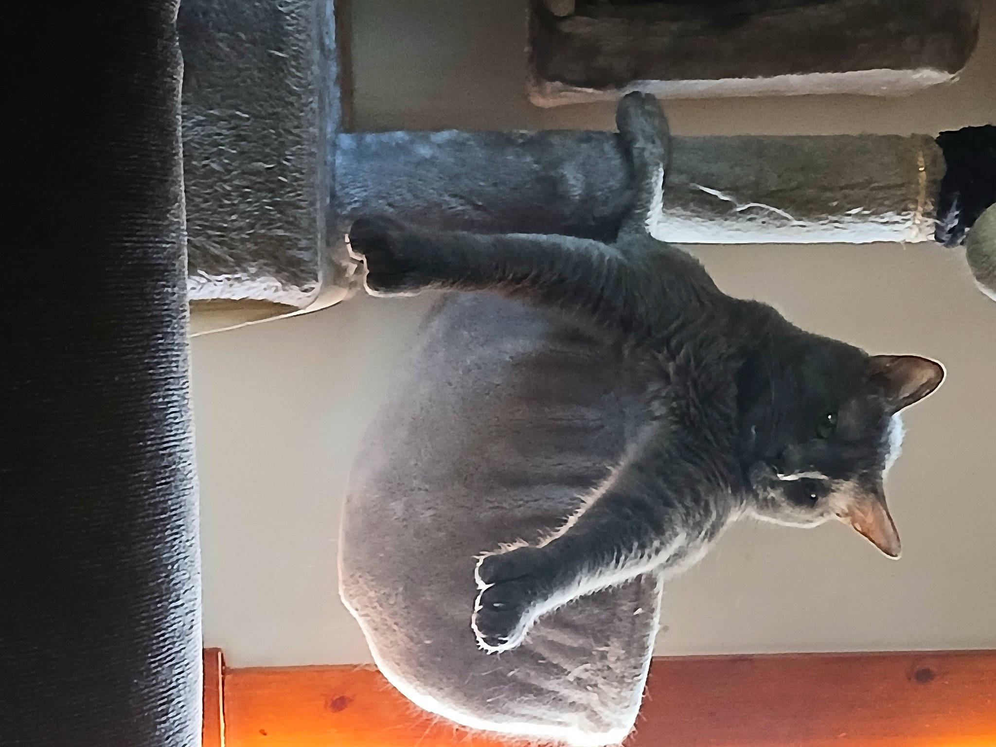 Larry is registered to the contest to win money with this photo: black_cat, carnivore, cat, cat_supply, comfort, domestic_short_haired_cat, felidae, fish, fur, grey, room, russian_blue, small_to_medium_sized_cats, snout, tail, whiskers, window