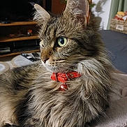 Tazia a rejoint le concours — aidez-le/la à gagner de superbes lots ! animal, cat, closeup, collar, cute, domestic_animal, ears, feline, fluffy, furniture, green_eyes, indoor, mammal, pet, portrait, relaxed, soft_surface, tabby, television, whiskers