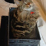 Melissa Welman participe au concours pour gagner de l'argent avec cette photo : abyssinian, animal, basket, bed, box, cat, computer, couch, drawer, electronics, furniture, hardwood, kitten, laptop, manx, pc, person, pet, sleeping, wood