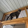 Oaklynn is registered to the contest to win money with this photo: cat, tabby, wooden_frame, mesh_screen, indoor, pet, curious, green_eyes, animal, feline, perched, looking_down, fur, ears, tail, whiskers, house, window, ceiling, light