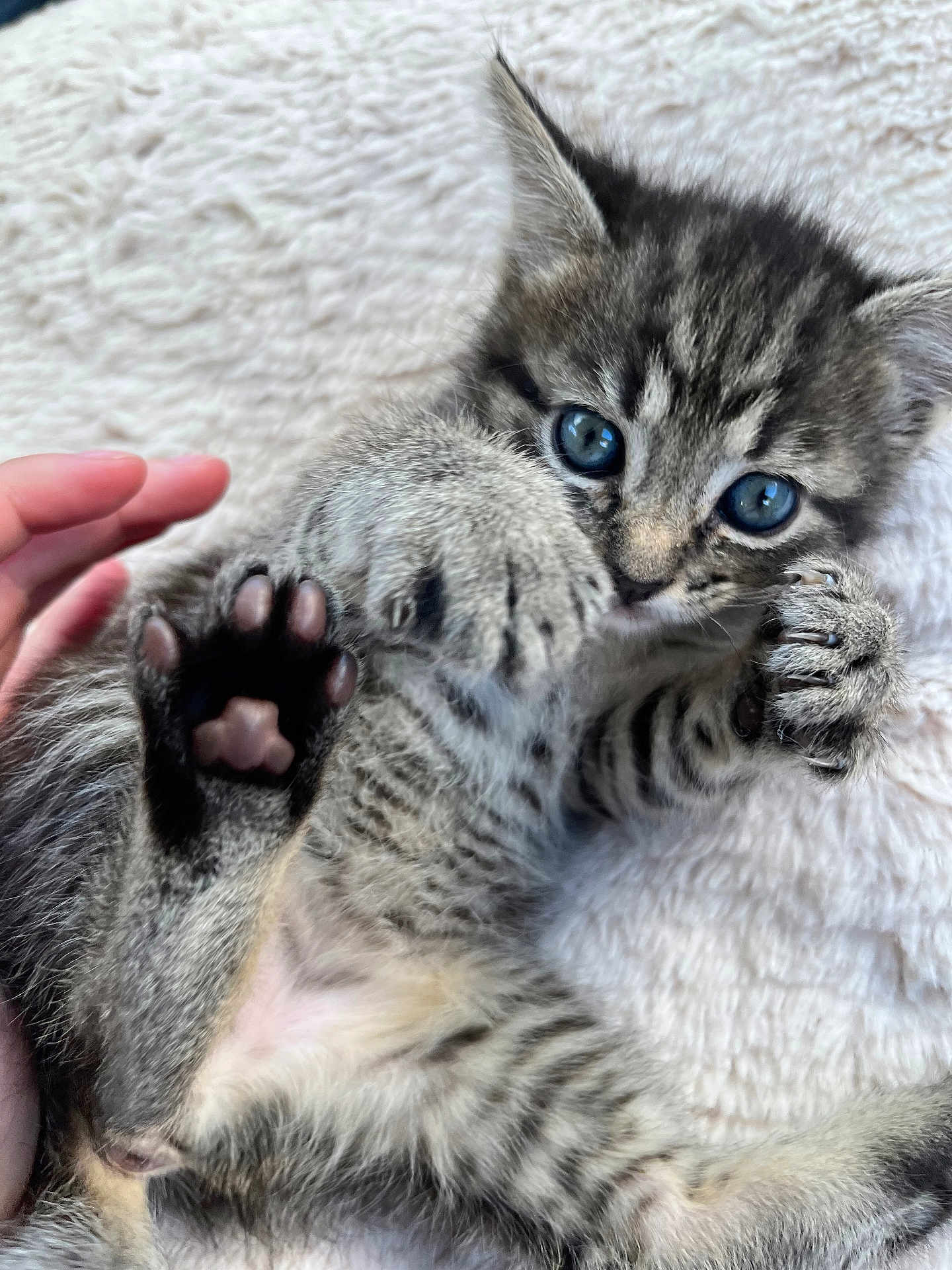 Oaklynn joined the competition — help win amazing prizes! kitten, tabby, cat, paw, paw_pads, blue_eyes, furry, cute, small, pet, animal, feline, claws, soft, blanket, hand, playing, close_up, lying_down, indoor