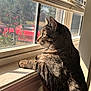 cat, tabby, window, sunlight, shadow, paws, fur, indoor, looking_out, windowsill, daylight, pet, animal, curious, striped, mammal, home, quiet, resting, containing