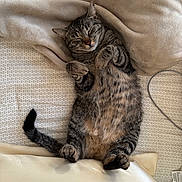 Oaklynn joined the competition — help win amazing prizes! cat, tabby, sleeping, bed, blanket, cozy, fur, paws, tail, domestic_cat, resting, cute, animal, pet, indoor, relaxed, striped, whiskers, soft, nap