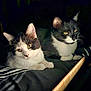 cat, tuxedo_cat, animal, pet, feline, whiskers, ears, eyes, fur, black_and_white, indoor, resting, curious, striped_blanket, soft_light, shadow, close_up, two_cats, companions, cozy
