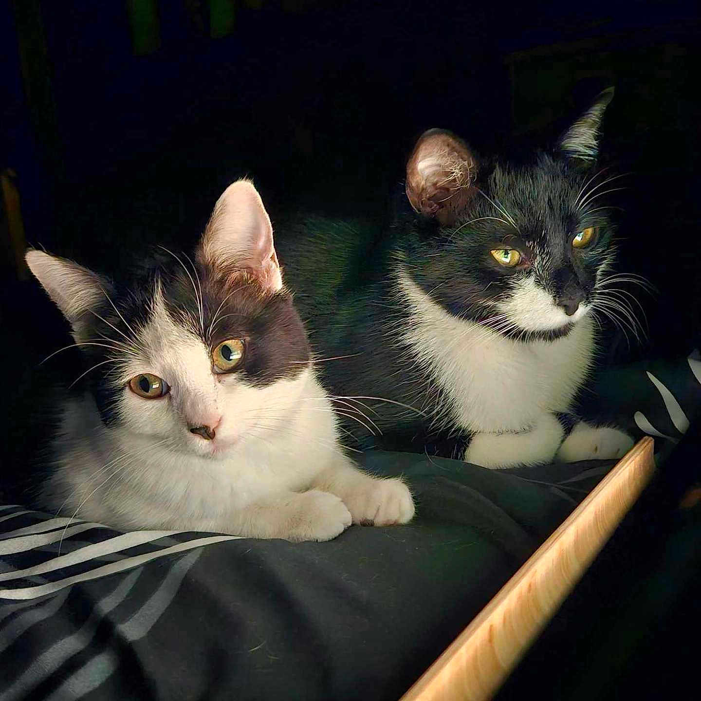 Zoé Et Zéphyr a rejoint le concours — aidez-le/la à gagner de superbes lots ! animal, black_and_white, cat, close_up, companions, cozy, curious, ears, eyes, feline, fur, indoor, pet, resting, shadow, soft_light, striped_blanket, tuxedo_cat, two_cats, whiskers