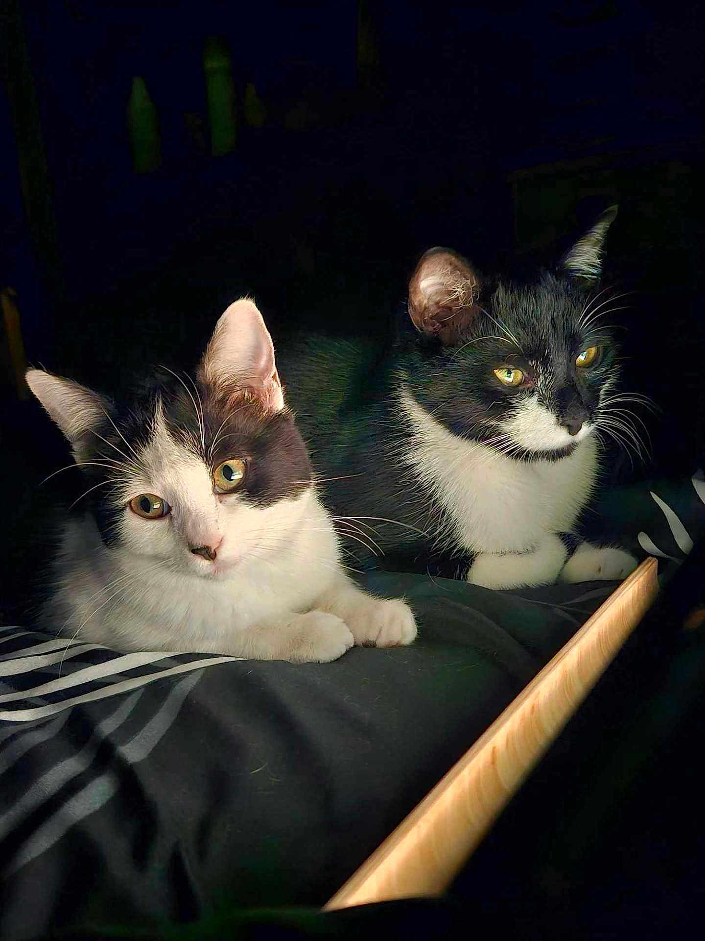Zoé Et Zéphyr a rejoint le concours — aidez-le/la à gagner de superbes lots ! cat, tuxedo_cat, animal, pet, feline, whiskers, ears, eyes, fur, black_and_white, indoor, resting, curious, striped_blanket, soft_light, shadow, close_up, two_cats, companions, cozy
