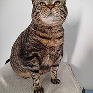 Kara participe au concours pour gagner de l'argent avec cette photo : cat, tabby, pet, animal, feline, whiskers, indoor, soft_texture, curious, sitting, closeup, striped, fur, paws, ears, yellow_eyes, domestic_cat, portrait, cute, furry