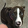 puppy, dog, brindle, black_and_white, white_stripe, pink_collar, floppy_ears, wide_eyes, nose, muzzle, pet, animal, indoors, floor, wood_texture, close_up, portrait, sitting, cute, curious