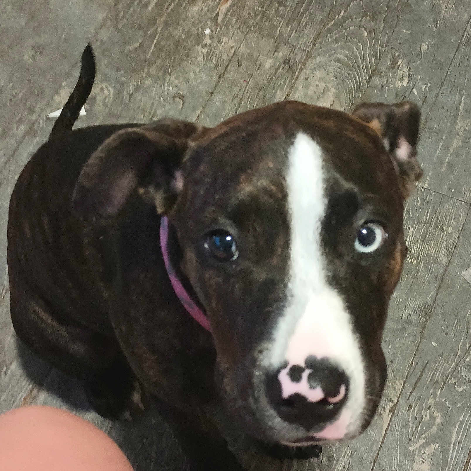 Nova