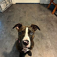 Nova joined the competition — help win amazing prizes! dog, brindle, pit_bull, pet, animal, sitting, indoors, kitchen, floor, tile, collar, tag, floppy_ears, white_stripe, pink_nose, wide_eyes, portrait, looking_at_camera, home, wooden_chair