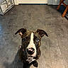 dog, brindle, pit_bull, pet, animal, sitting, indoors, kitchen, floor, tile, collar, tag, floppy_ears, white_stripe, pink_nose, wide_eyes, portrait, looking_at_camera, home, wooden_chair