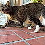 cat, tabby_cat, pet, animal, whiskers, paws, tail, brick_floor, porch, doorway, walking, outdoor, fur, closeup, side_view, house, front_door, white_paws, alert, domestic_cat