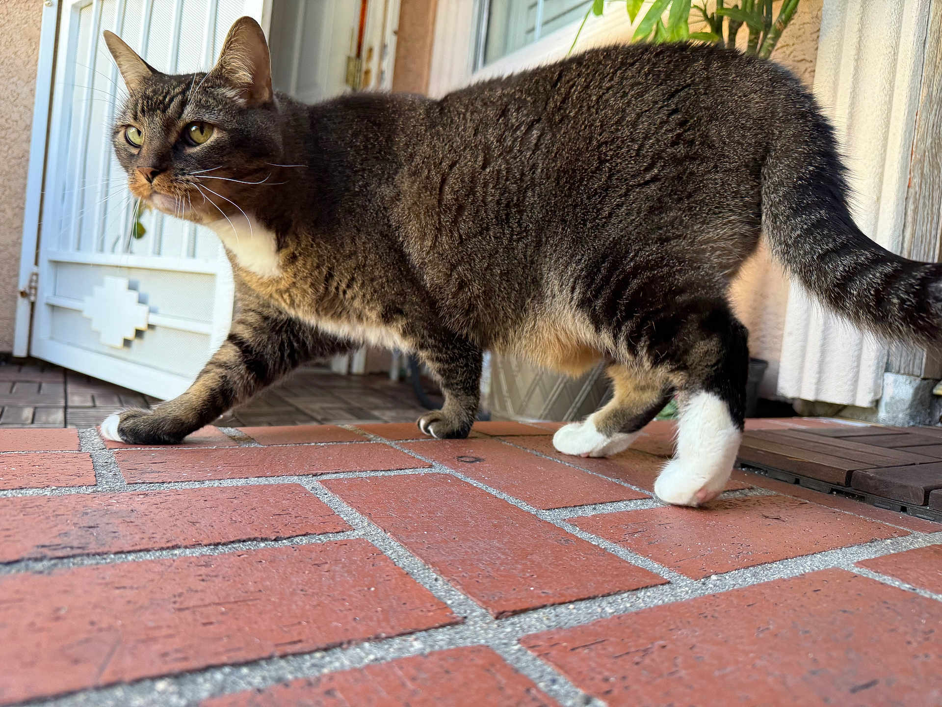 Gatito joined the competition — help win amazing prizes! cat, tabby_cat, pet, animal, whiskers, paws, tail, brick_floor, porch, doorway, walking, outdoor, fur, closeup, side_view, house, front_door, white_paws, alert, domestic_cat