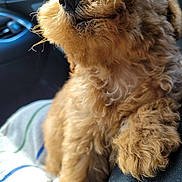 Tilly joined the competition — help win amazing prizes! dog, puppy, curly_fur, close_up, paw, snout, blanket, car_interior, seat, pet, animal, furry, cute, domestic_animal, canine, indoor, resting, soft_texture, brown_fur, whiskers